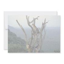 Leopard, Kenya Personalized Invitations