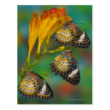 Leopard Lacewing tropical butterflies (Cethosia Postcard