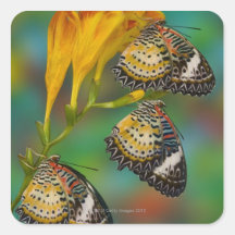 Leopard Lacewing tropical butterflies (Cethosia Square Stickers