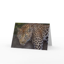 Leopard Lounge Card