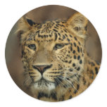 leopard lovers art sticker