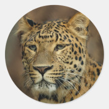 leopard lovers art sticker