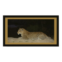 Leopard lying on sand bank wildlife 2 posters by Rowood Leopard lying on sand bank wildlife 2 posters