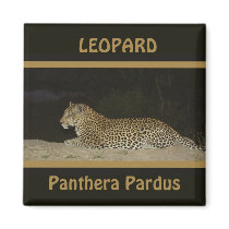 Leopard lying on sand bank wildlife magnets by Rowood Leopard lying on sand bank wildlife magnets