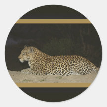 Leopard lying on sand bank wildlife stickers