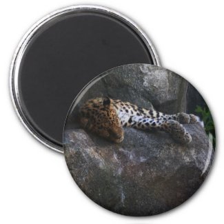 Leopard Magnet magnet