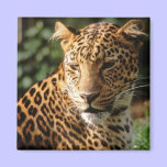 Leopard Magnet magnets