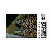 Leopard Moray Eel Postage postage