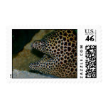 Leopard Moray Eel Postage