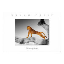 Leopard Morning Stretch Photo Art Print