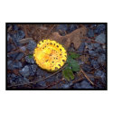 Leopard Mushroom posters