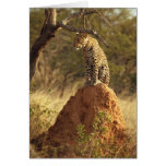 Leopard on Termite Mound in Namibia Cards Leopard on Termite Mound in Namibia Cards
