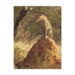 Leopard on Termite Mound in Namibia Postcard Leopard on Termite Mound in Namibia Postcard