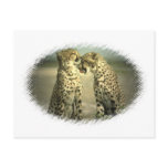 Leopard Pair Postcard
