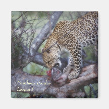 Leopard Panthera pardus Kruger Africa Refrigerator Magnet