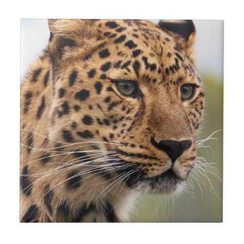 Leopard Photo Ceramic Tiles