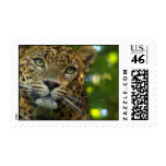 Leopard Photo Postage Stamp