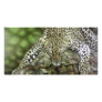Leopard Photocards Photo Cards