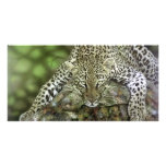 Leopard Photocards Photo Cards