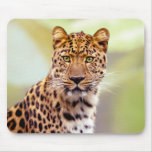 Leopard Photograph Mouse Pads