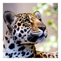 Leopard Photograph posters