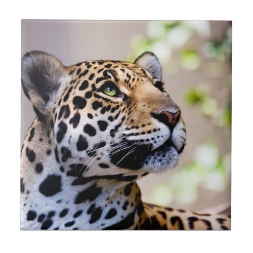 Leopard Photograph Tile