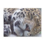 Leopard Picture Postcard