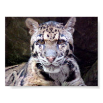 Leopard Portrait posters