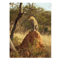 Leopard postcards