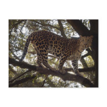 Leopard Post Card