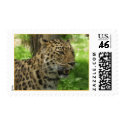 leopard postage by Megharris21 leopard postage