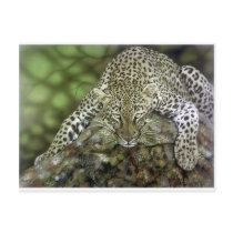 Leopard Postcard