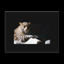 Leopard Postcard by pulsDesign Leopard Postcard