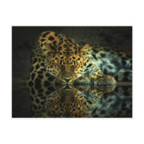 Leopard Postcard