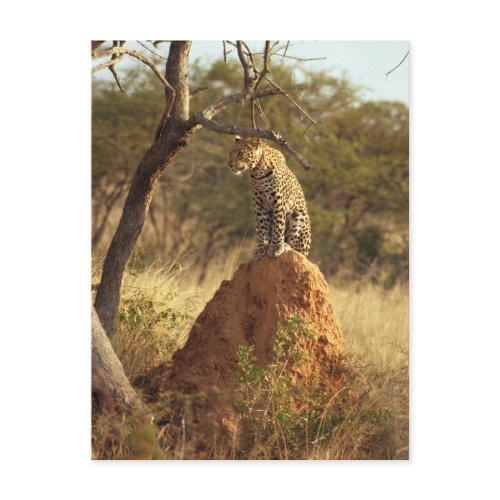Leopard postcard
