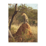 Leopard Post Card Leopard Post Card