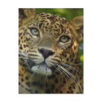 Leopard Postcard