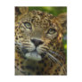 Leopard Postcard