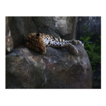 Leopard Postcards