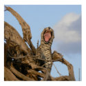 Leopard Poster posters by colinbowman Leopard Poster posters