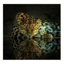 Leopard Poster posters