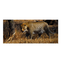 Leopard posters
