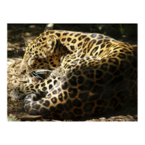Leopard Poster posters