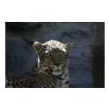 Leopard Poster posters
