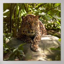 Leopard Poster