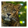 Leopard Poster Print Leopard Poster Print