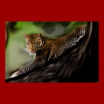 Leopard posters