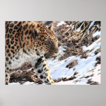 Leopard posters