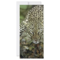 Leopard Rack Cards