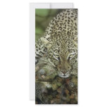 Leopard Rack Cards rack cards